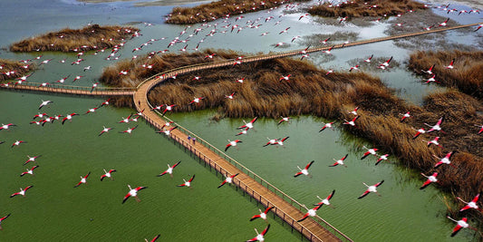 La Biennale di Venezia - Skywalk by Xerjoff
