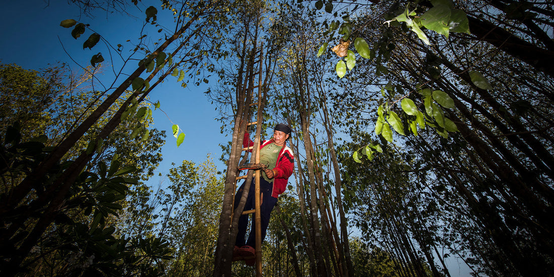 Social Responsability