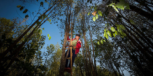 Social Responsability